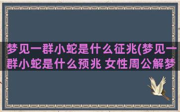 梦见一群小蛇是什么征兆(梦见一群小蛇是什么预兆 女性周公解梦)